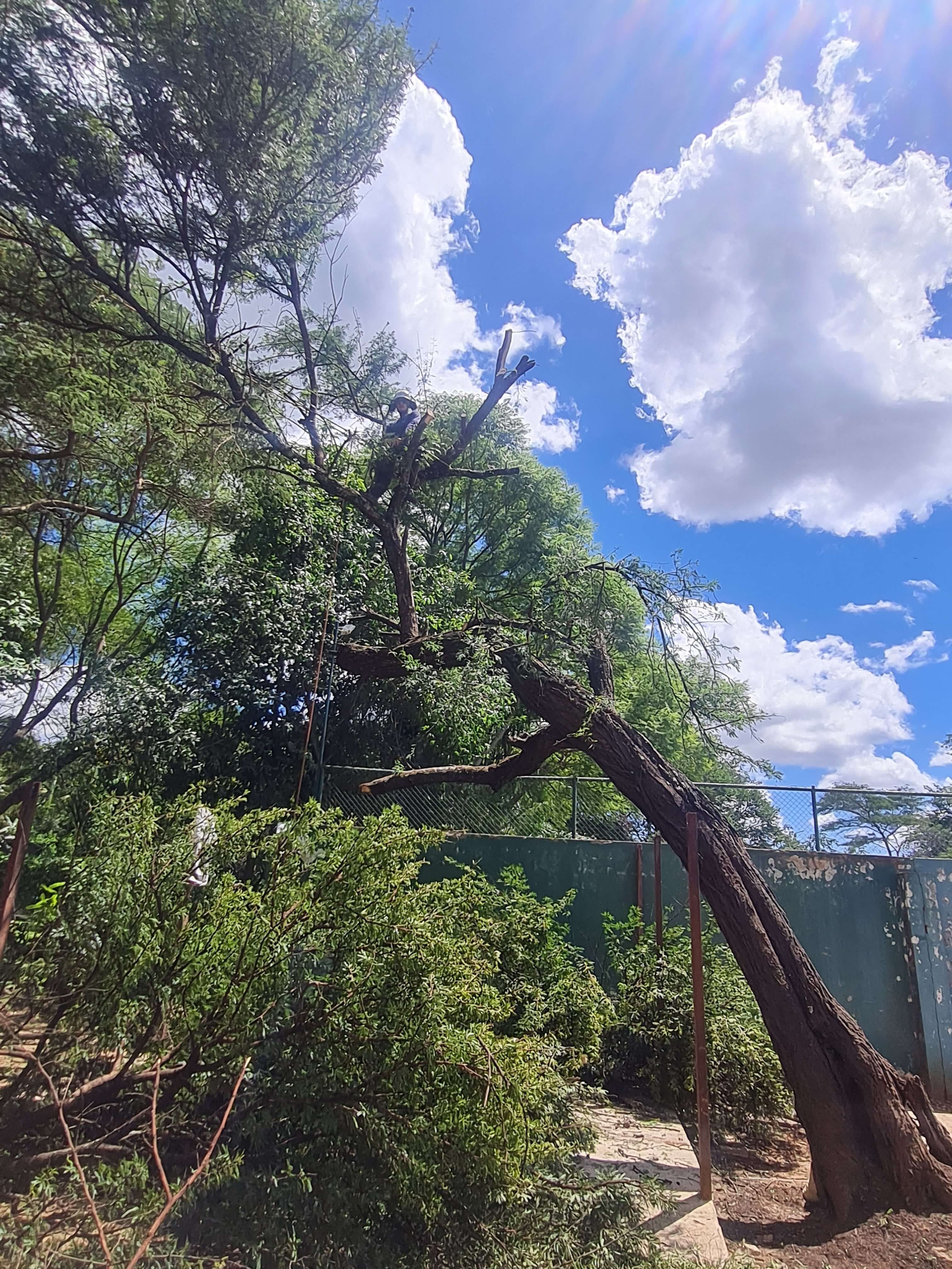 Tree felling Lusaka